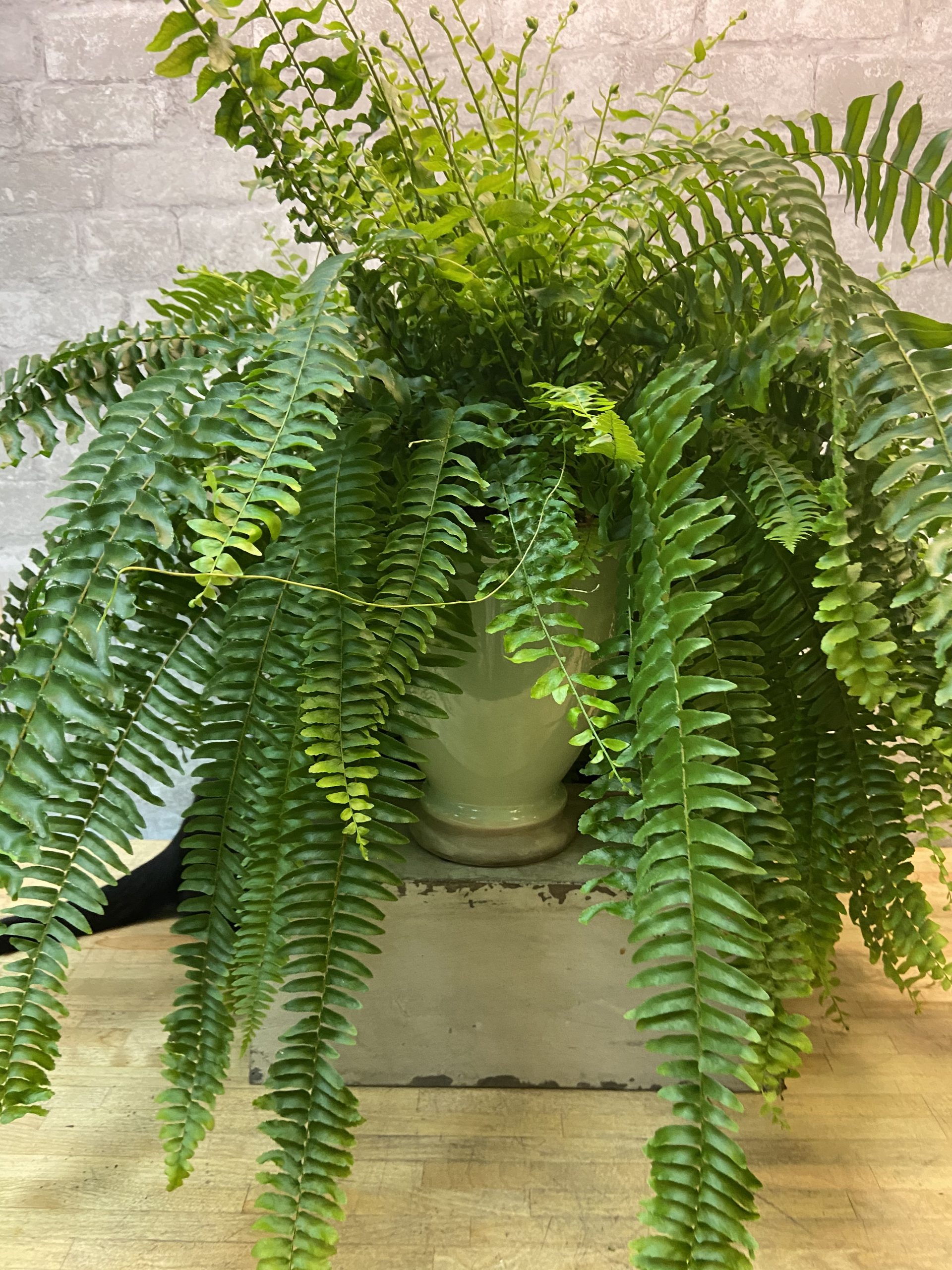 Boston Fern in Moss Green Pedestal Pot - Flower Chix